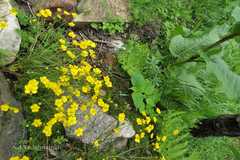 Ranunculus brotherusii